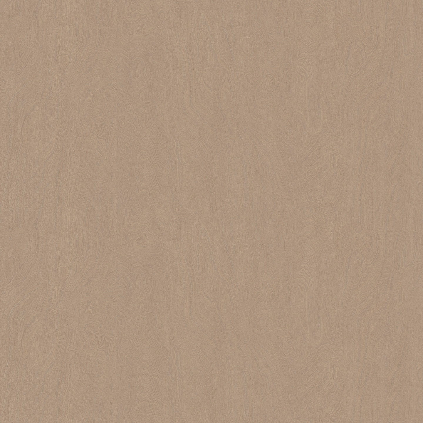 素影樺木 素影樺木