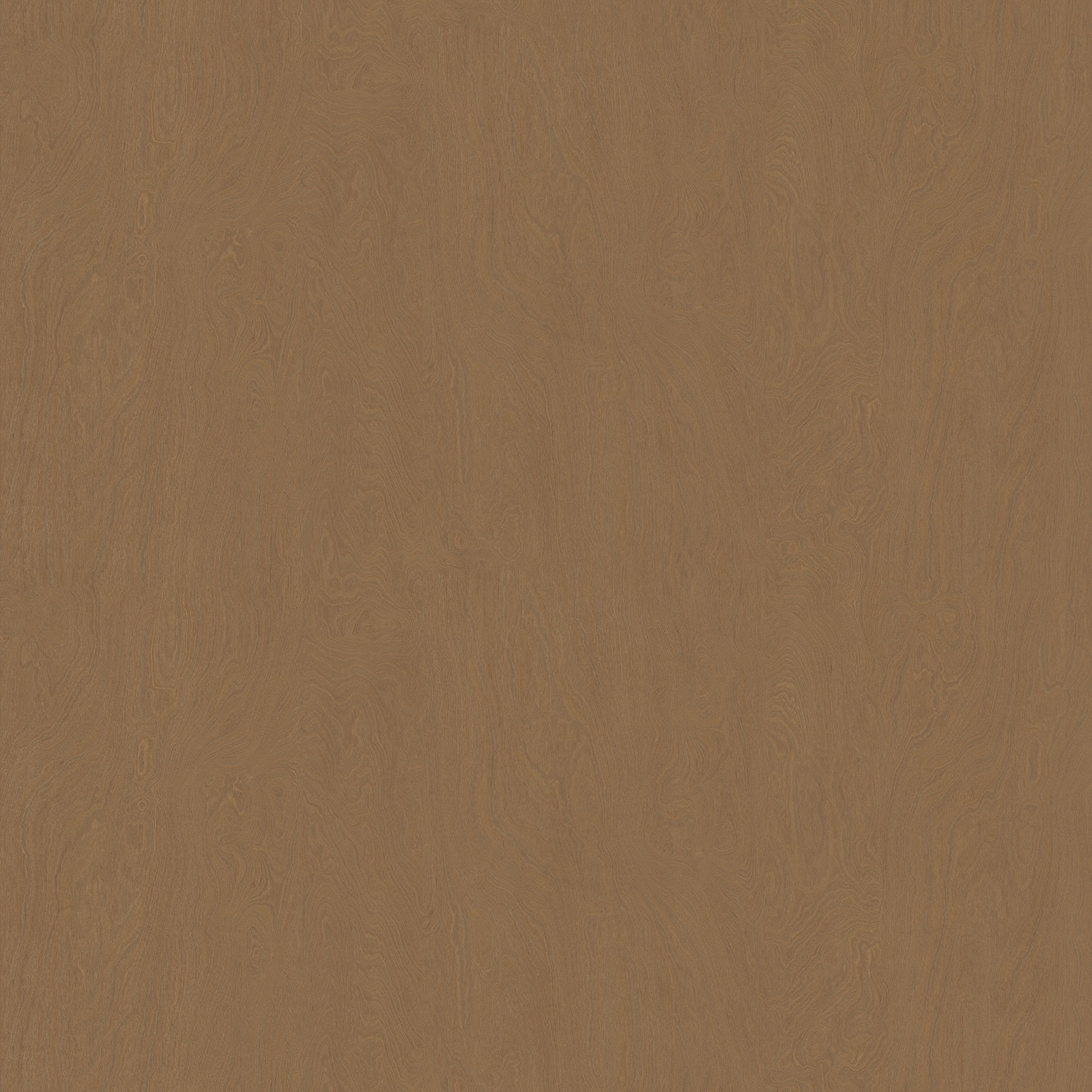 素影樺木 素影樺木