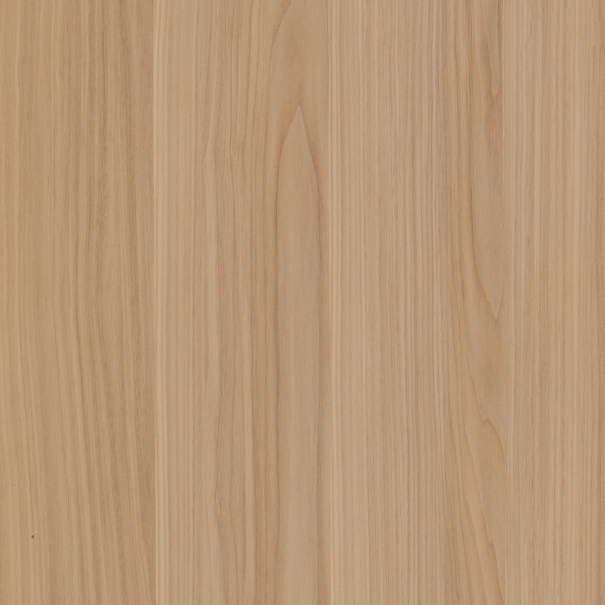 安第斯胡桃 安第斯胡桃